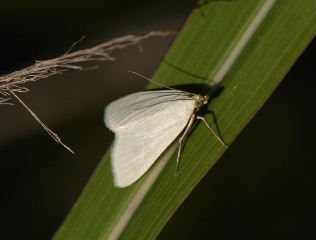 Sitochroa palealis